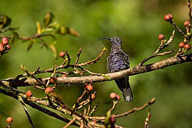 《蒂德莉特的奇境冒险》主机版12月16日登陆各大平台